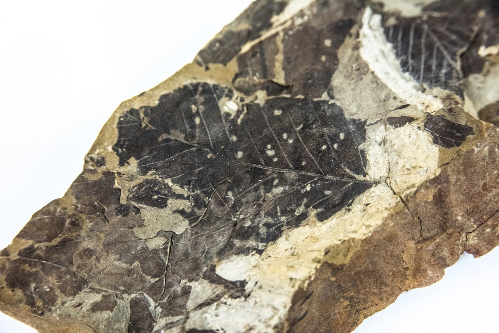Hojas fosilizadas de Nothofagus ©INACH (1)