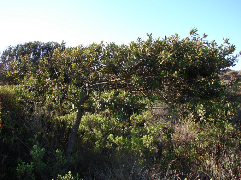 Lúcumo (Pouteria splendens). ©Patricio Novoa Quezada