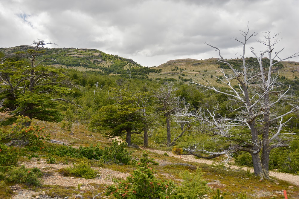 Ñirres en Reserva Nacional Magallanes ©Paula Díaz Levi