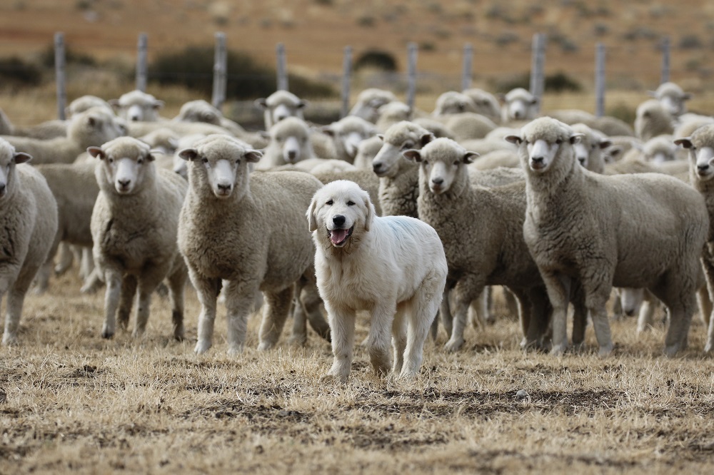 Perro protector con ovejas Estancia Cerro Guido ©Nicolas Lagos