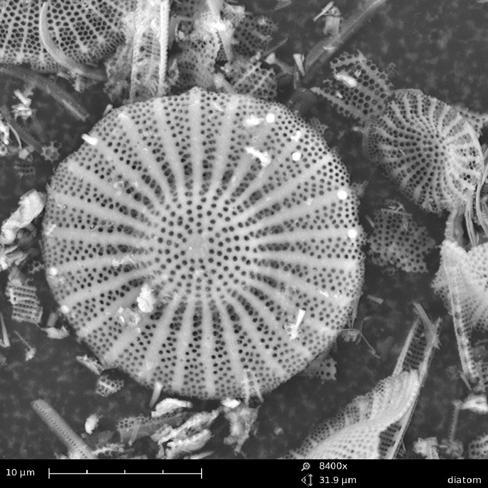 Diatomea. ©Phenom-World Bv