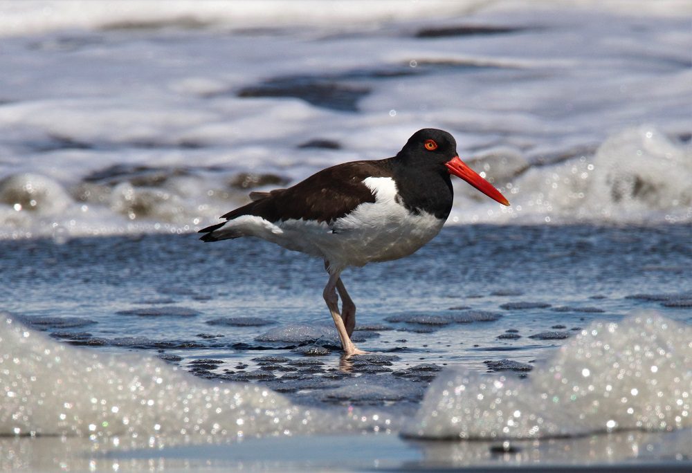 Aves nativas de Chile contarán con una nueva Estrategia Nacional de Conservación