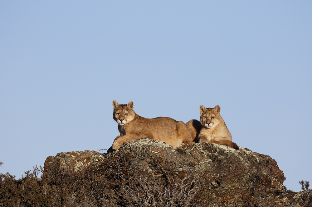 Pumas Estancia Cerro Guido ©Nicolas Lagos