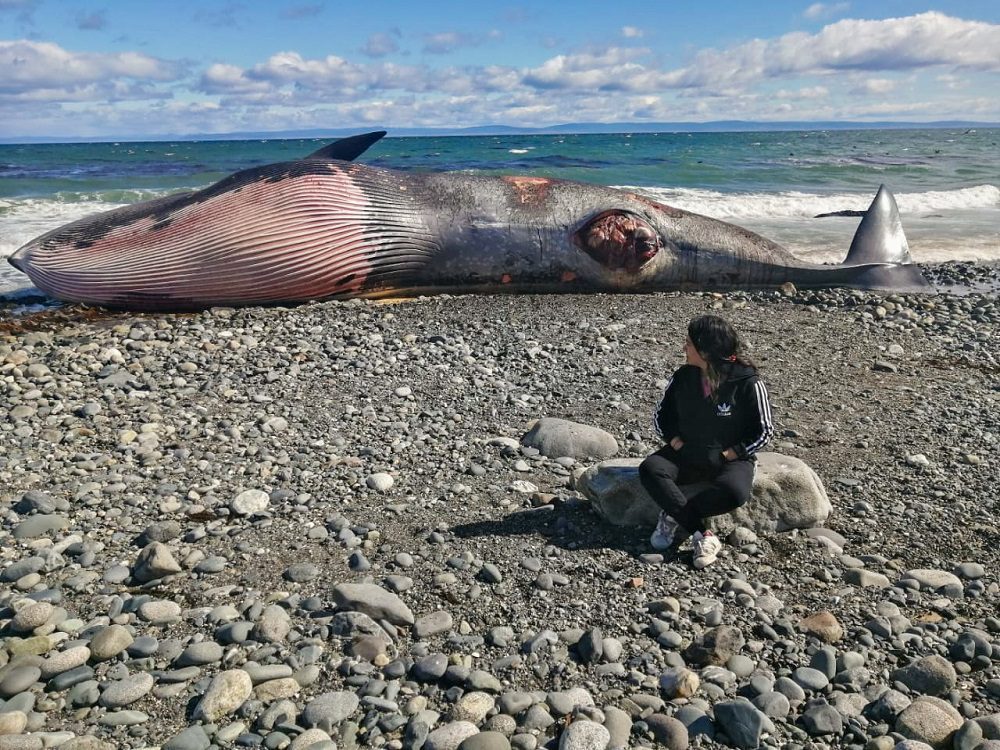 Estudio de 50 años revela alarmante aumento de varamientos de cetáceos en Chile, en especial en la Patagonia