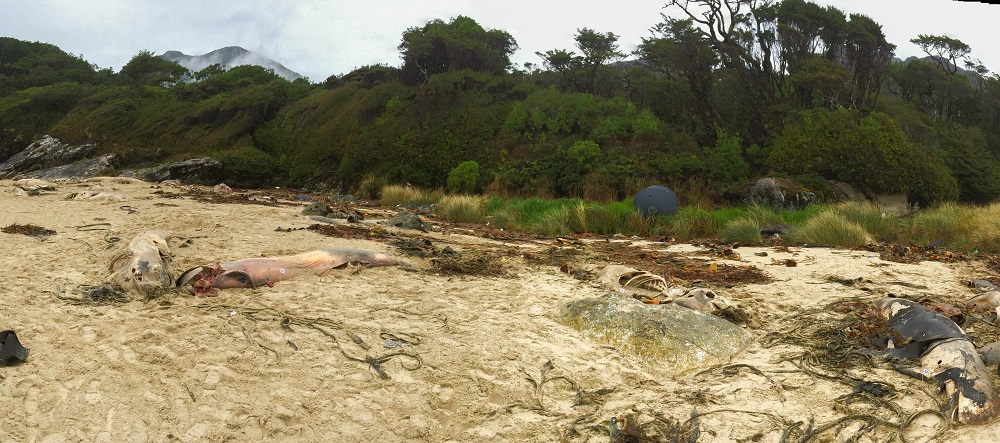 Varamiento masivo de calderones de aleta larga en isla San Clemente ©Mario Alvarado