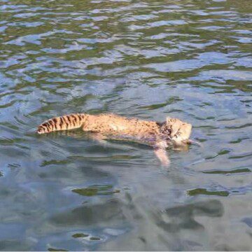 Inédito registro capta a una güiña nadando en un río en Caleta Cóndor, en la Región de Los Lagos