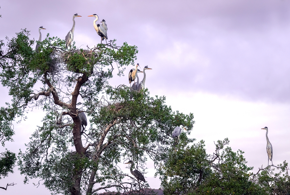 Garzas cuca y sus nidos sobre un gran Quillay (Quillaja saponaria) ©Antonia Cornejo