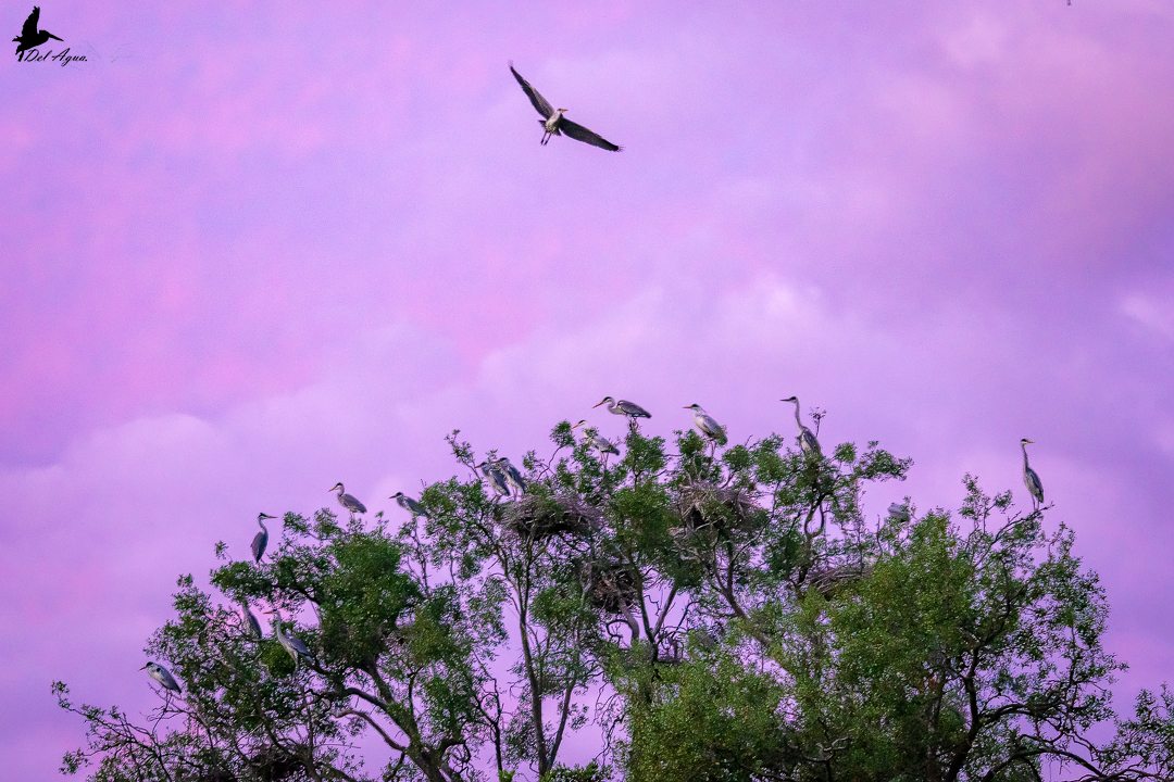 Atardecer con garzas cuca y sus nidos sobre Quillay ©Antonia Cornejo