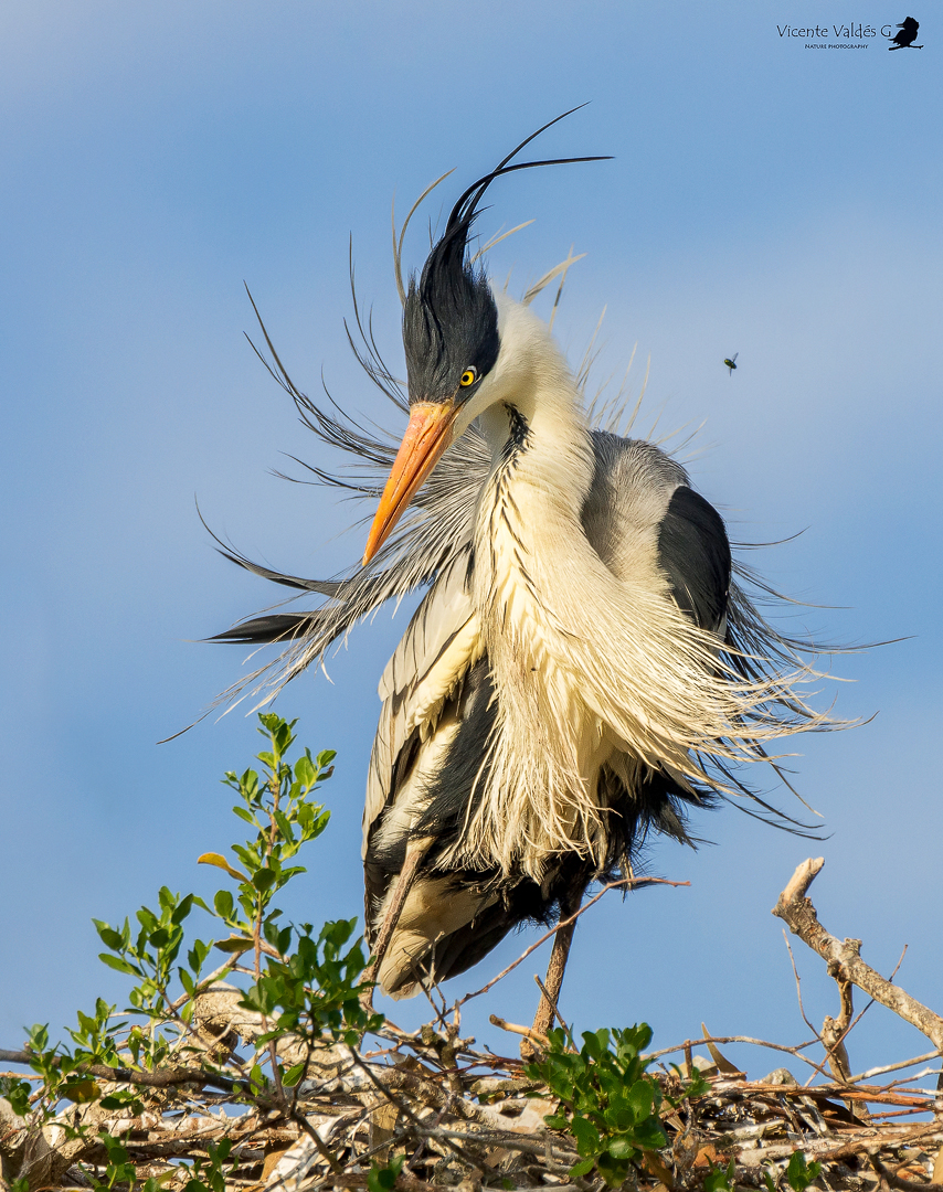 Garza cuca (Ardea cocoi) con plumaje reproductor, se pueden observar sus egretas (plumas de adorno) ©Vicente Valdés