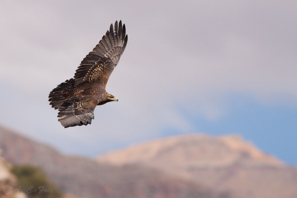 Águila ©Ariel Cabrera Foix