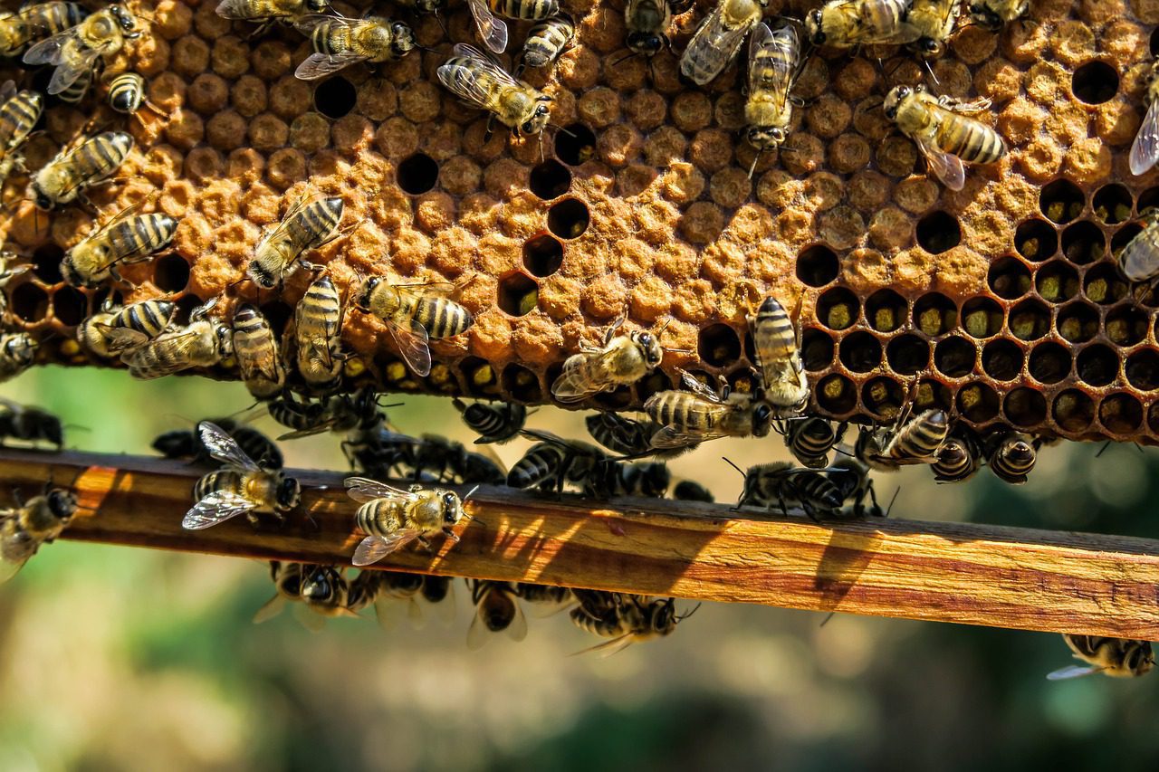 ¿Es la abeja melífera un peligro para las abejas nativas?