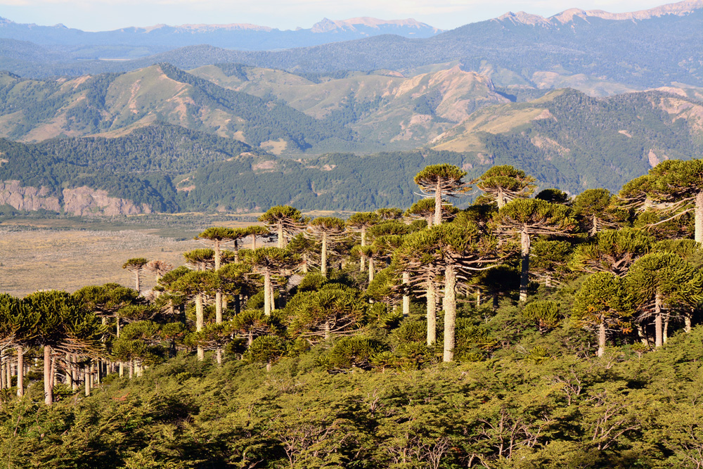 Bosques de araucaria (Araucaria araucana) en Cabeza de Indio, Región de la Araucanía ©Felipe Flores