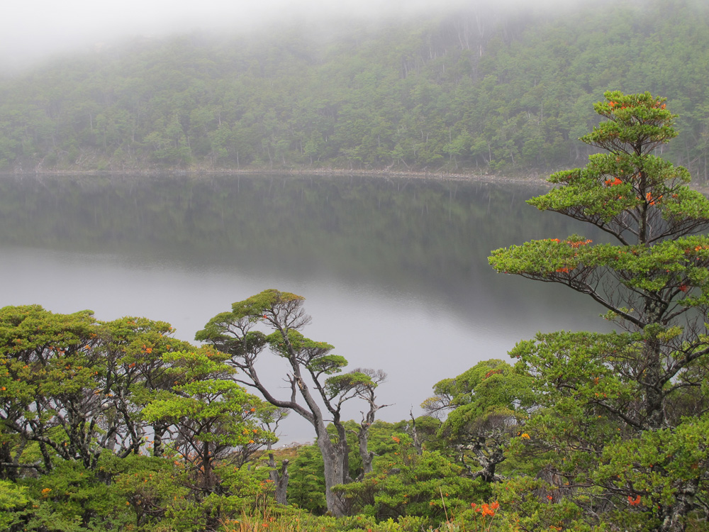 Bosques de coigue de Magallanes (Nothofagus betuloides) en lago Róbalo, Isla Navarino