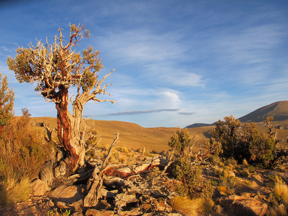 Bosques de queñoa (Polylepis tarapacana) en Collagua, altiplano de Tarapacá ©Duncan Christie