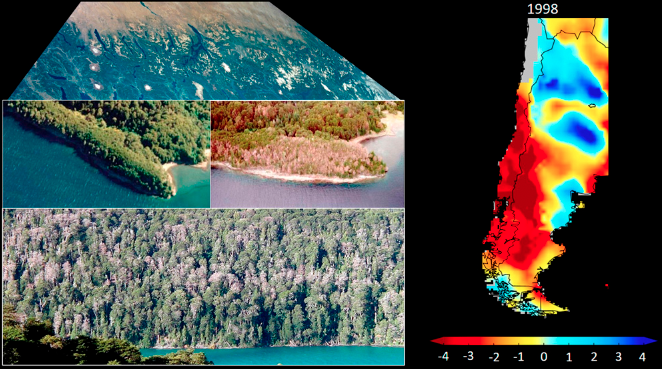 Mapa de la gran sequía de 1998 reconstruida con los registros de los anillos de árboles. Las imágenes son de bosques de Nothofagus en el ecotono del bosque valdiviano con la estepa patagónica ©Laboratorio dendocronología Universidad Austral .jpg