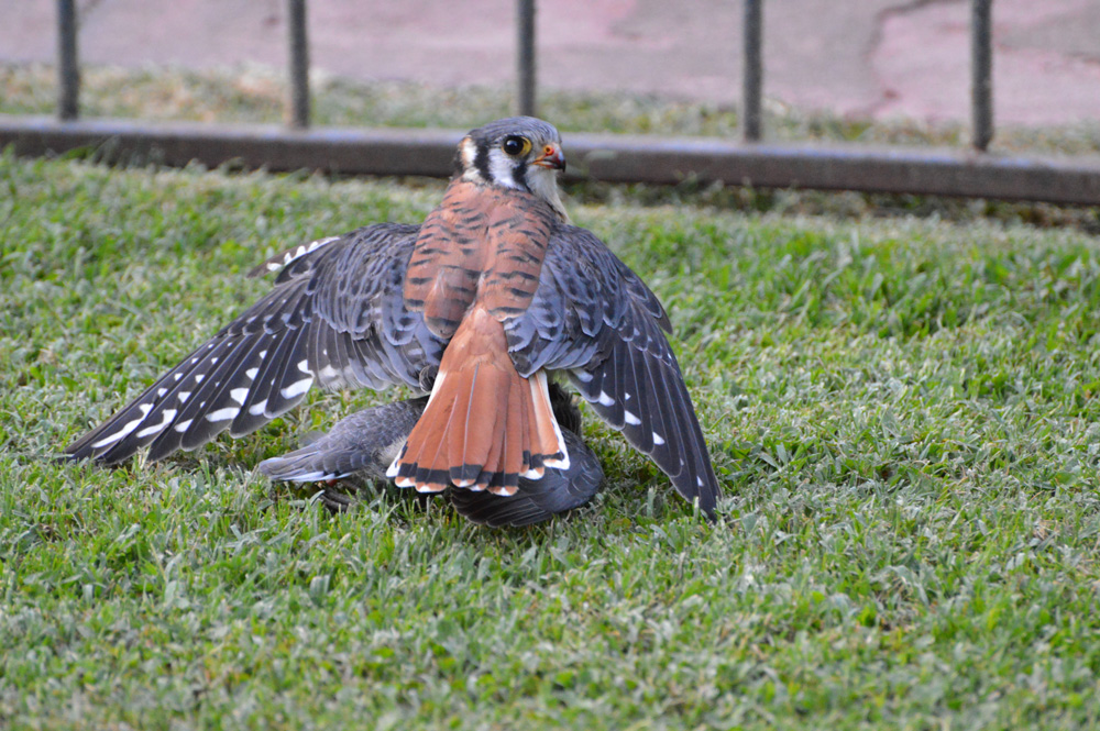 Cernícalo (Falco sparverius) ©wingsfromsouth