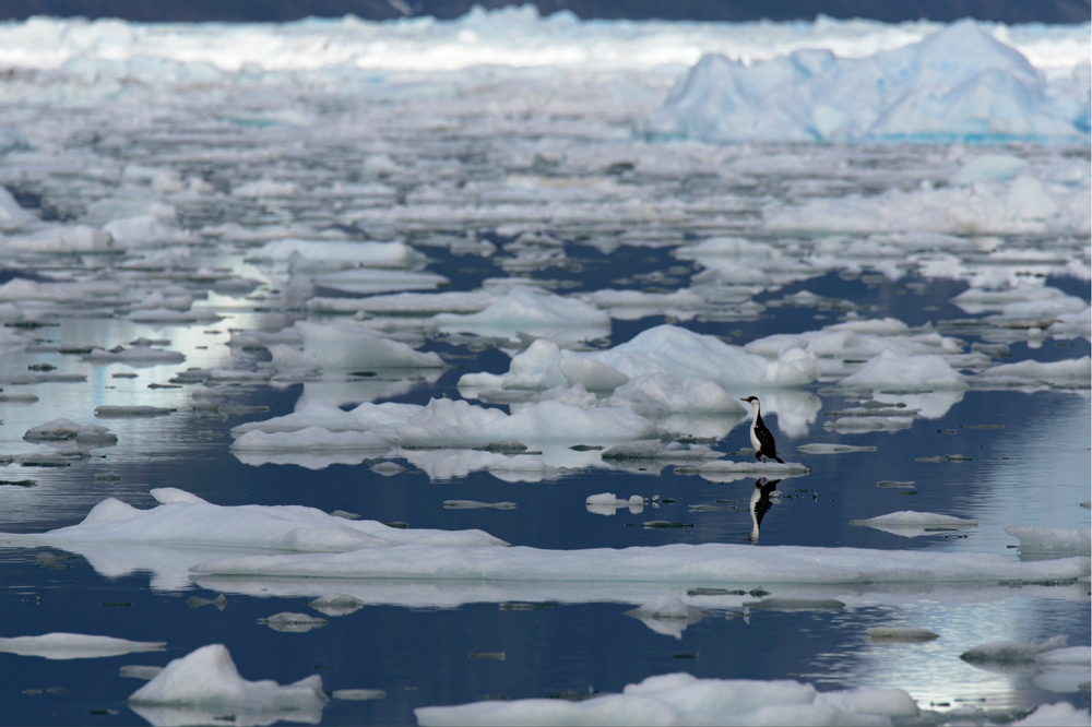 Perdido en un mar de hielo ©Juan Alejandro Cifuentes Mora | Concurso fotográfico “Ojo de Pez”