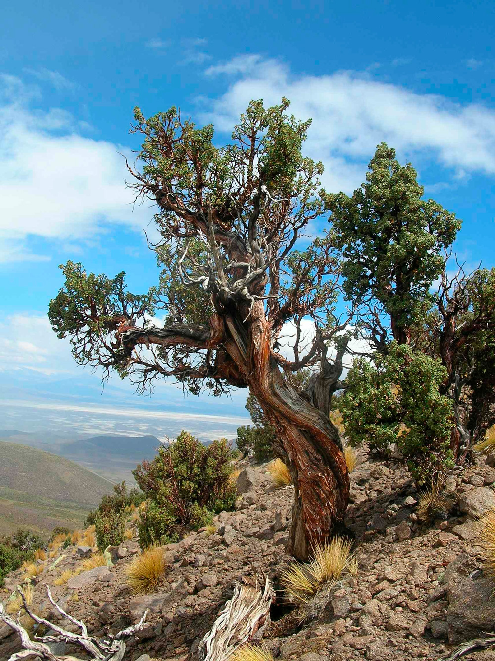 Queñoa (Polylepis tarapacana) en volcán Tata Sabaya. altiplano boliviano ©Duncan Christie