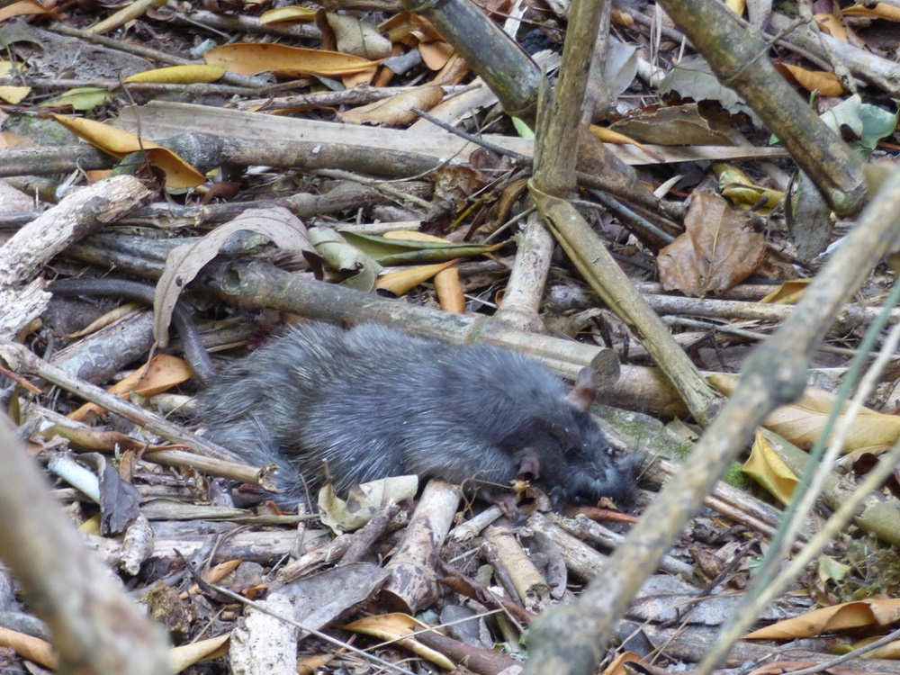 Rata encontrada bajo los queules de Talcahuano ©Dámaso Saavedra | Fundación Keule