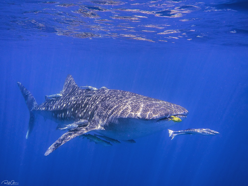 Tiburón ballena (Rhincodon typus). ©Rafi Amar
