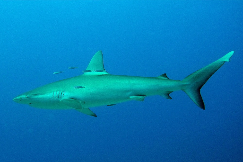 Tiburón de Galápagos (Carcharhinus galapagensis). ©NOAA Photo Library