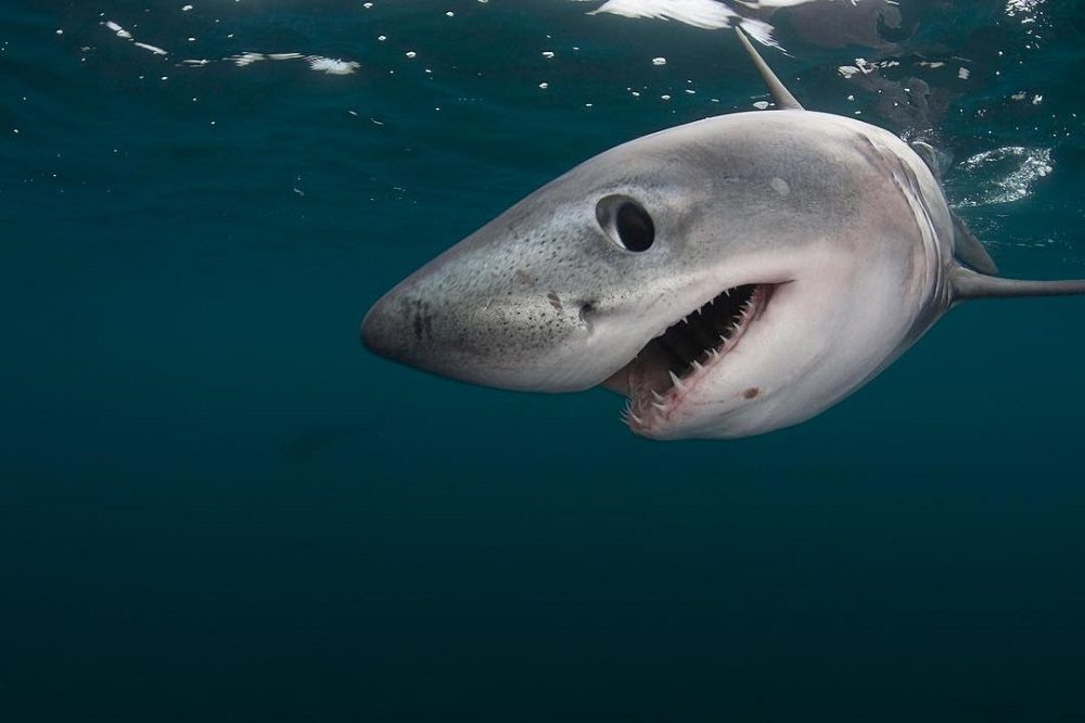 Más allá de la ficción y el prejuicio: el desconocido mundo de los tiburones en Chile