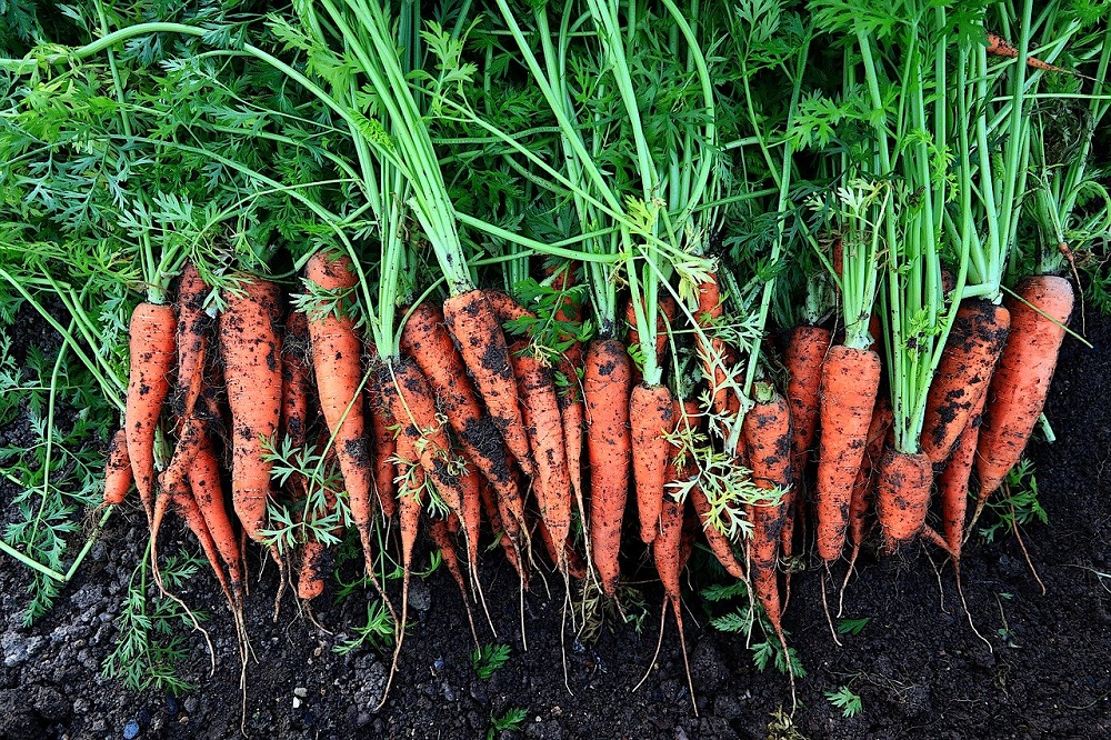 Zanahorias ©Rene Rauschenberger Pixabay