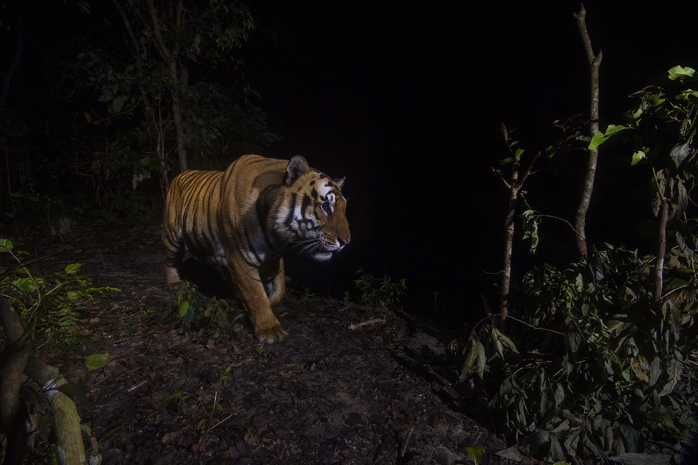 Nepal_Camera Trap Images ©Emmanuel Rondeau | WWF US