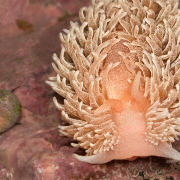 El desconocido mundo de los moluscos del estrecho de Magallanes: su diversidad es 228% mayor de lo pensado, según estudio