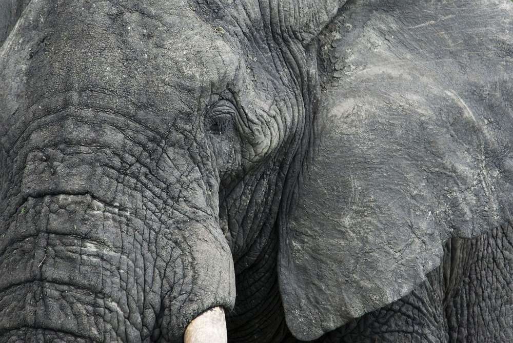 African elephant, Tanzania ©naturepl.c Edwin Giesbers WWF