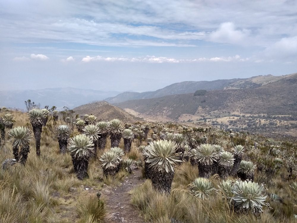 Una visita al páramo de Ocetá, en Colombia: un paraíso de otra latitud