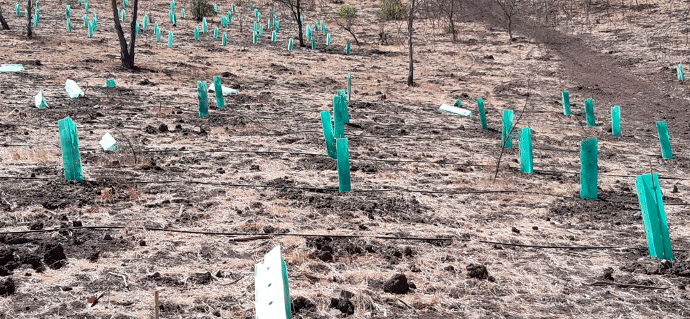 Árboles desprotegidos-después del retiro de coligues-y protectores por visitantes ©Corporación Cultiva
