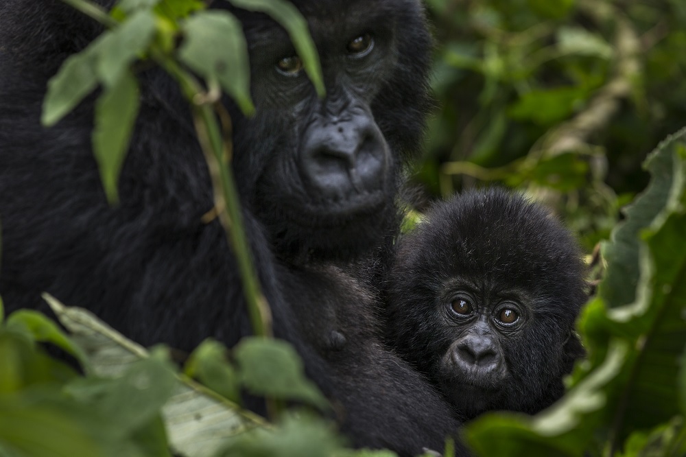 Bageni family in the gorilla sector of Virunga National Park, Bukima, Democratic Republic of Congo. Credit ©Brent Stirton