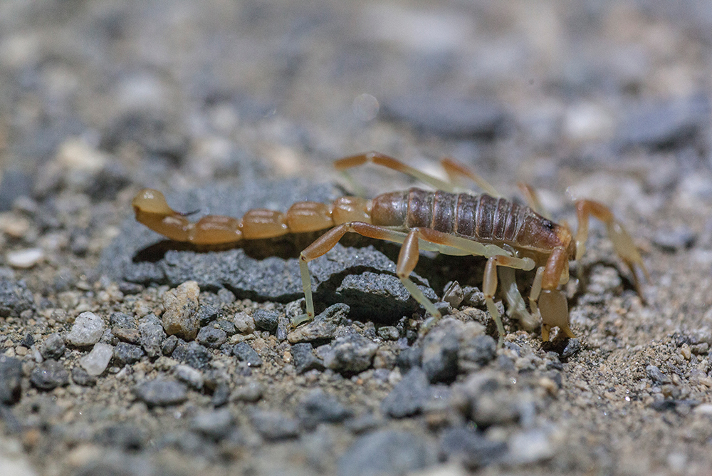 Brachistosternus Mattonii Ojanguren- Affilastro 2005 (Scorpiones, Bothriuridae) © Alberto Castex/Monoclope – Laboratorio de Entomología Ecológica (ULS)