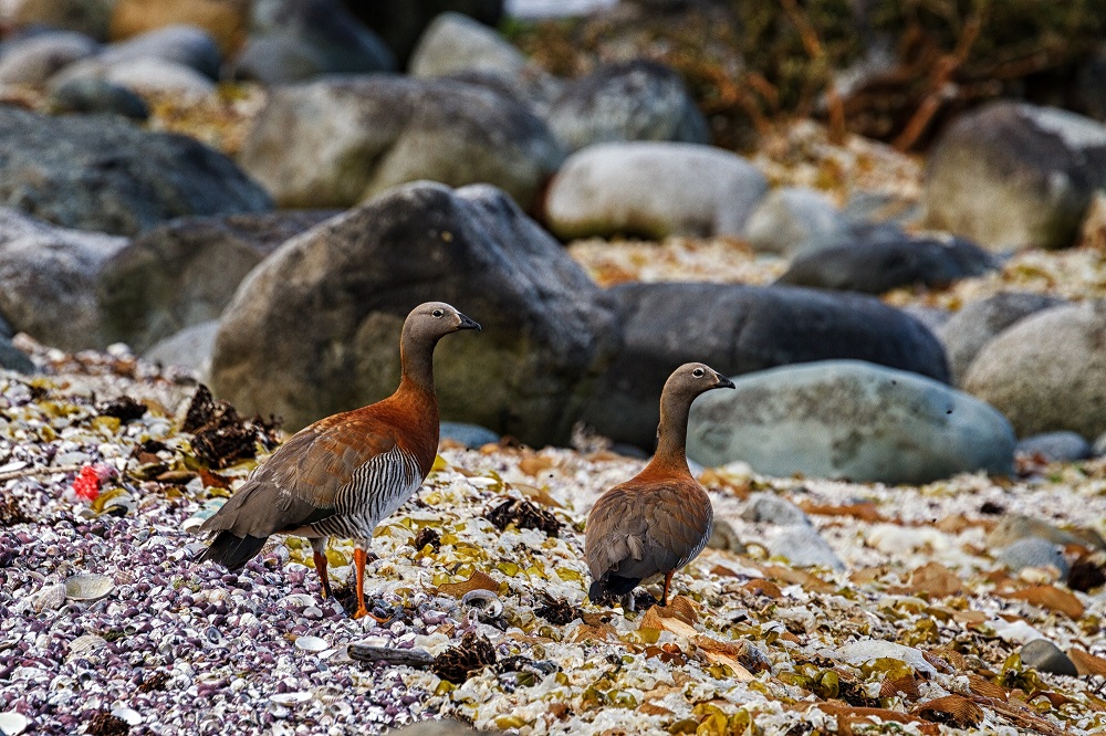Canquenes en isla Guafo ©Evelyn Pfeiffer / WWF Chile