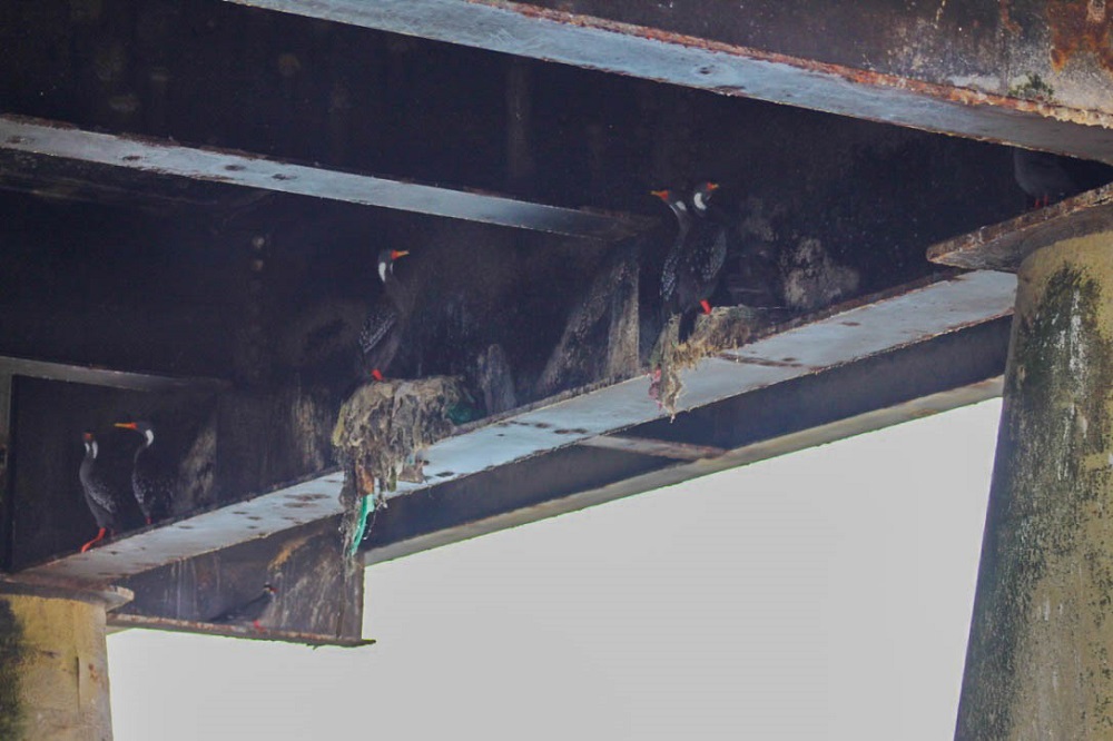 Cormoranes lile construyen nidos con plástico en Mejillones ©CIFAMAC