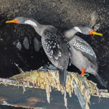 Preocupación por cormoranes que fabrican nidos con plástico en Mejillones: usan maxisacos, bolsas y artículos de pesca