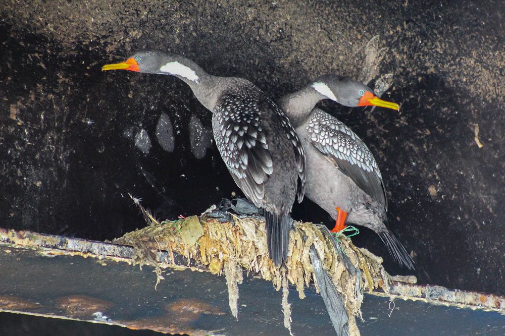 Preocupación por cormoranes que fabrican nidos con plástico en Mejillones: usan maxisacos, bolsas y artículos de pesca