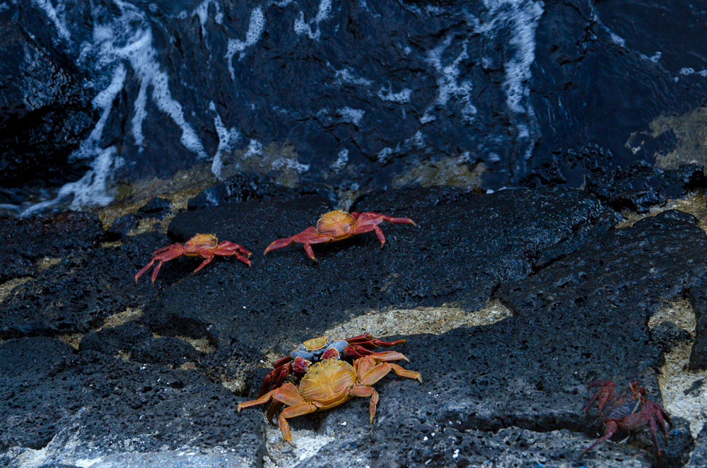 Cangrejo de las rocas (Grapsus grapsus) ©Antonia del Río