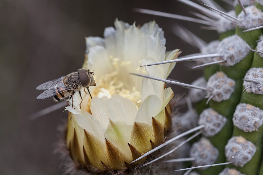 Insectos y arácnidos: un patrimonio biológico de las zonas áridas que se encuentra en riesgo