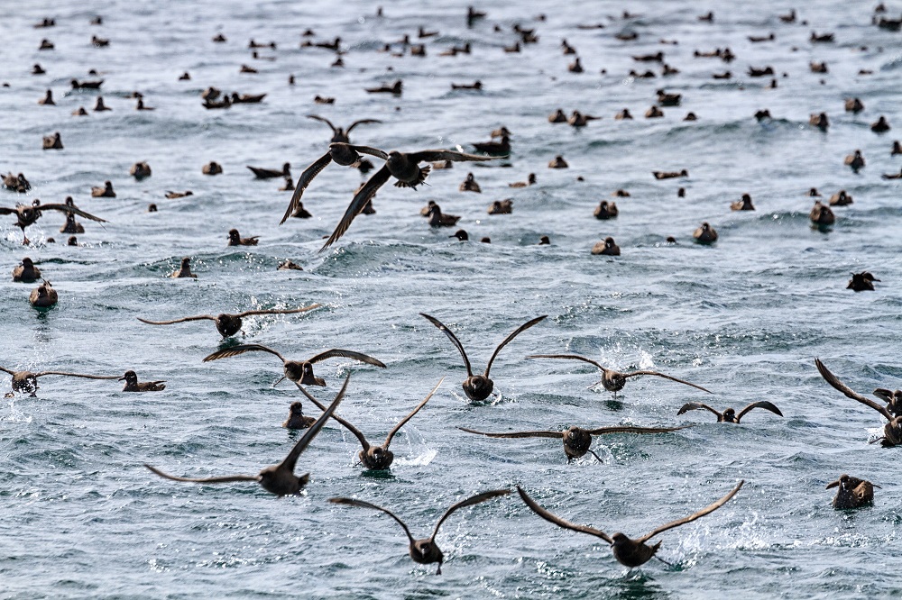 Fardela negra en isla Guafo ©Evelyn Pfeiffer / WWF Chile
