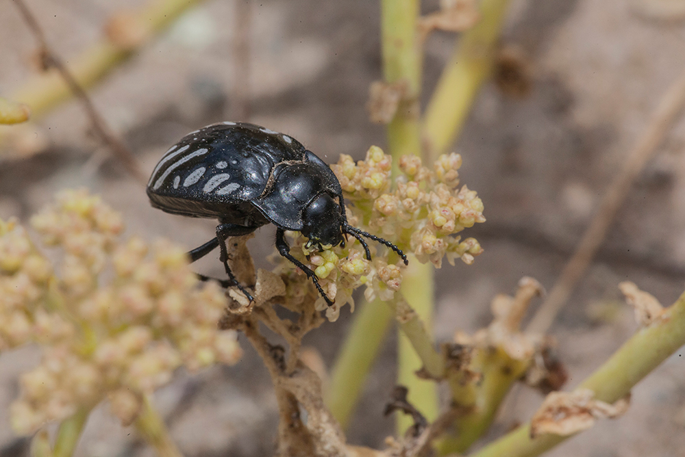 Gyriosomus atacamensis Fairmare, 1876 (Coleoptera, Tenebrionidae) ©Alberto Castex/Monoclope – Laboratorio de Entomología Ecológica (ULS)