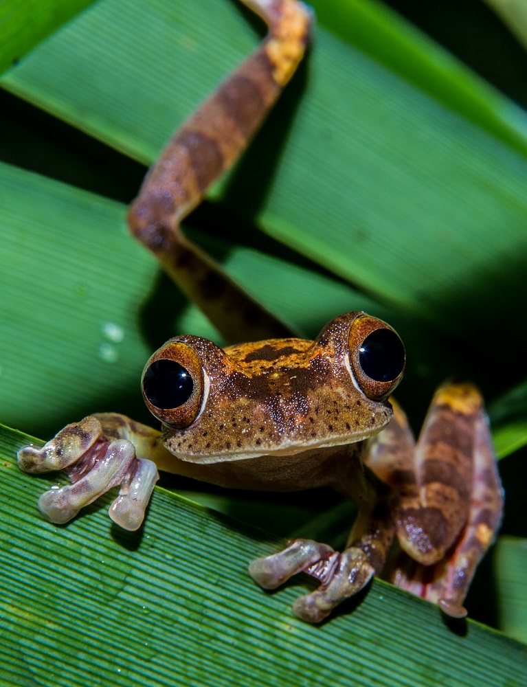 Harlequin tree frog (Rhacophorus pardalis), Sabah, Malaysia ©Eric Fishel