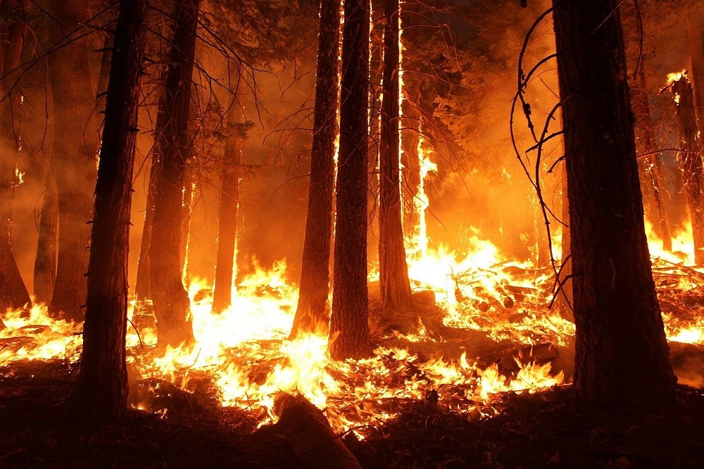 Incendio forestal (referencial) ©Skeeze | Pixabay