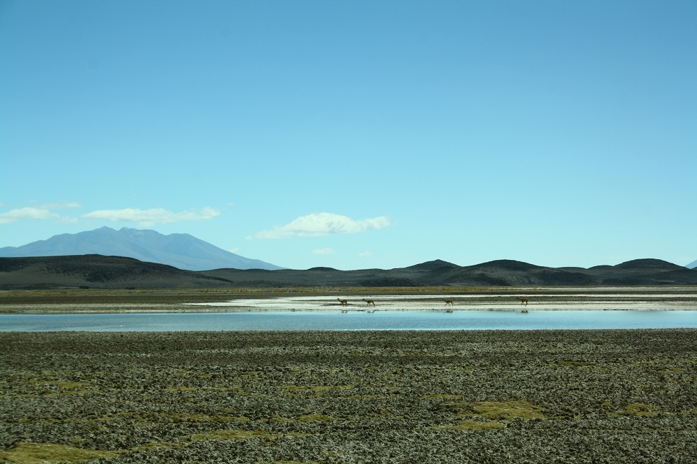 Lugar del hallazgo de la rana de Hall en desierto de Atacama ©Claudio Azat