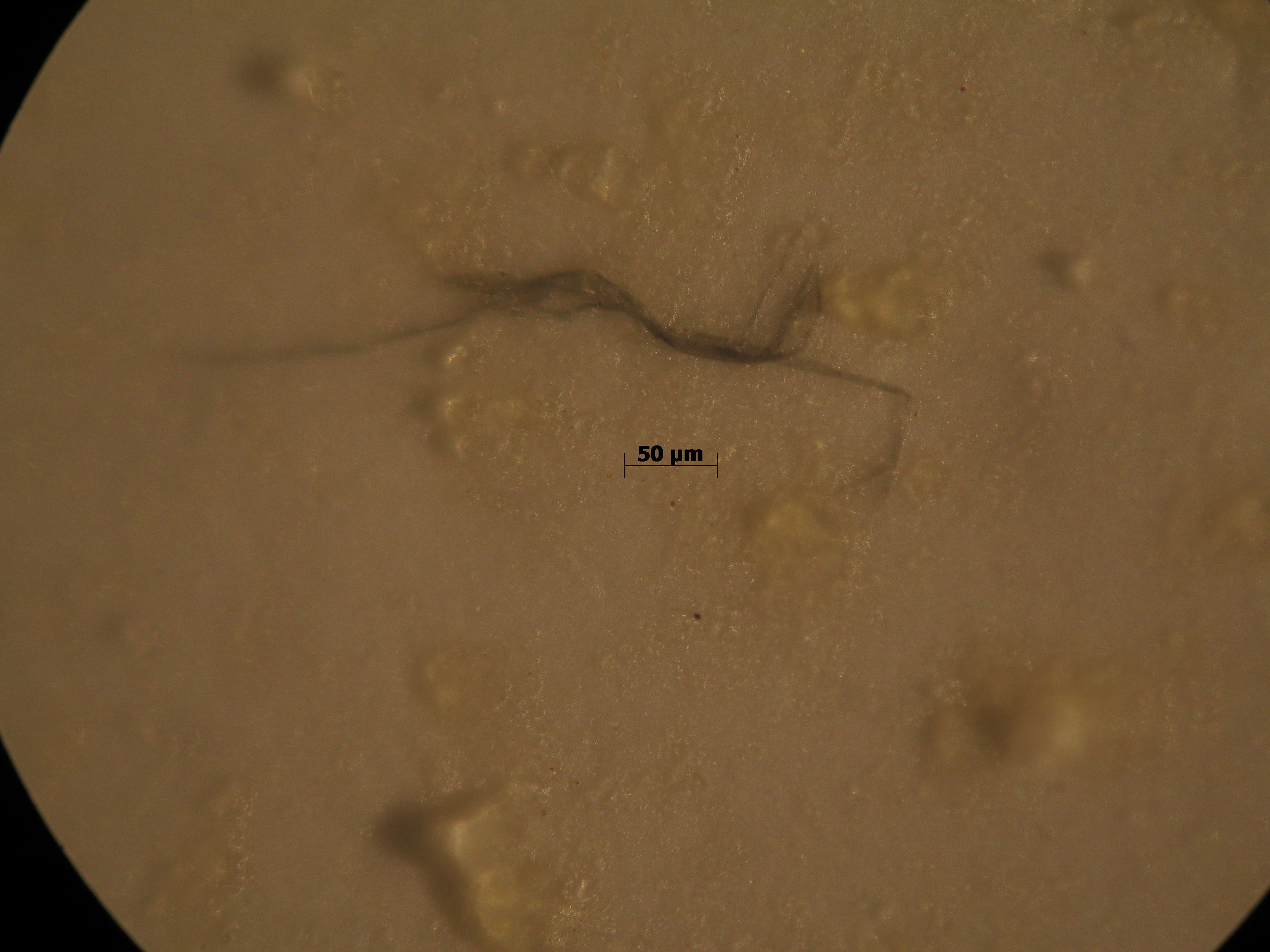 Imágenes microscopio ©Instituto Chileno Antártico