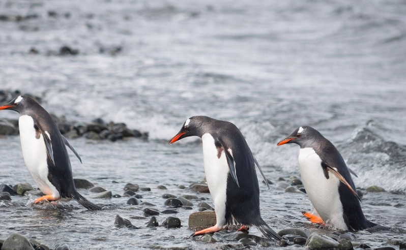 Pingüinos Papúa © Instituto Antártico Chileno