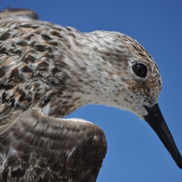 Buscan proteger a las épicas viajeras: se pone en marcha plan nacional para la conservación de aves playeras