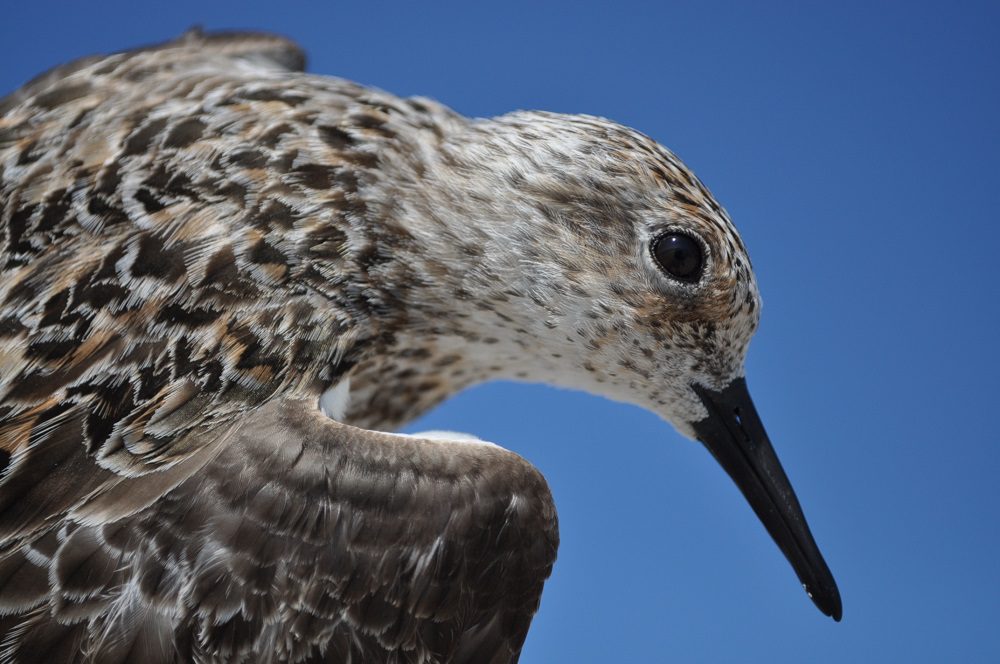 Buscan proteger a las épicas viajeras: se pone en marcha plan nacional para la conservación de aves playeras