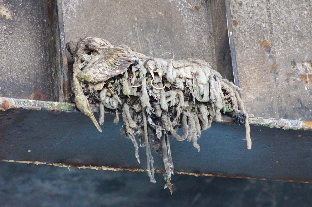 Polluelo de cormorán muerto en nido en Mejillones ©CIFAMAC